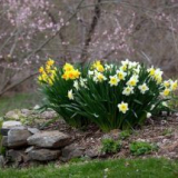 Když jsou narcisy vloženy do otevřené půdy na podzim: načasování a pravidla